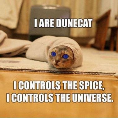 dunecat.jpg