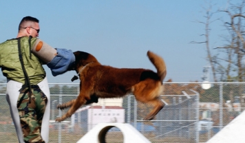 attackdog5.jpg