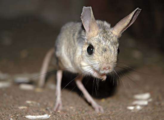 Jerboa.jpg